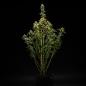 Preview: Samen 3x NYC Sour D Automatik Royalqueenseeds